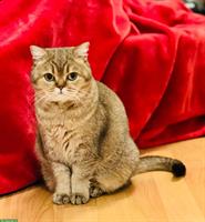 Reinrassige BKH Katze, 3-jährig mit Stammbaum