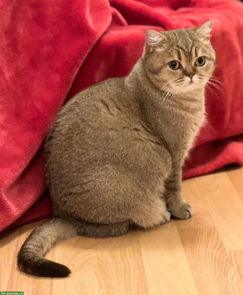 Bild 2: Reinrassige BKH Katze, 3-jährig mit Stammbaum