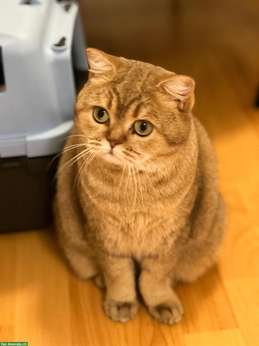 Bild 3: Reinrassige BKH Katze, 3-jährig mit Stammbaum