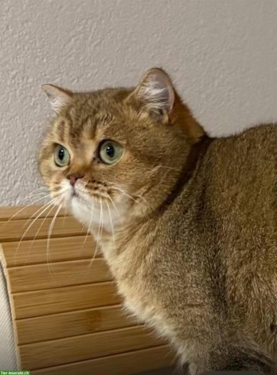 Bild 4: Reinrassige BKH Katze, 3-jährig mit Stammbaum