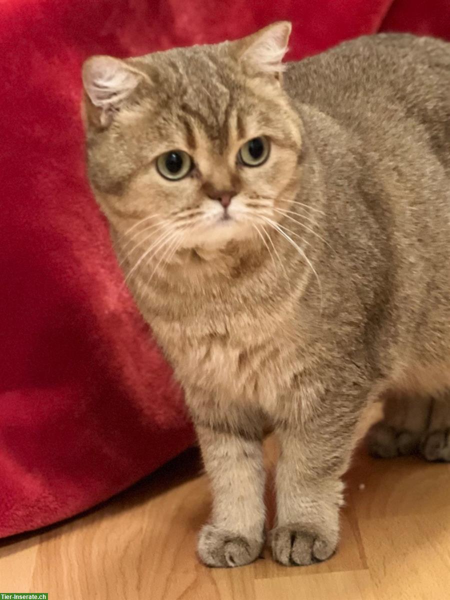 Bild 5: Reinrassige BKH Katze, 3-jährig mit Stammbaum