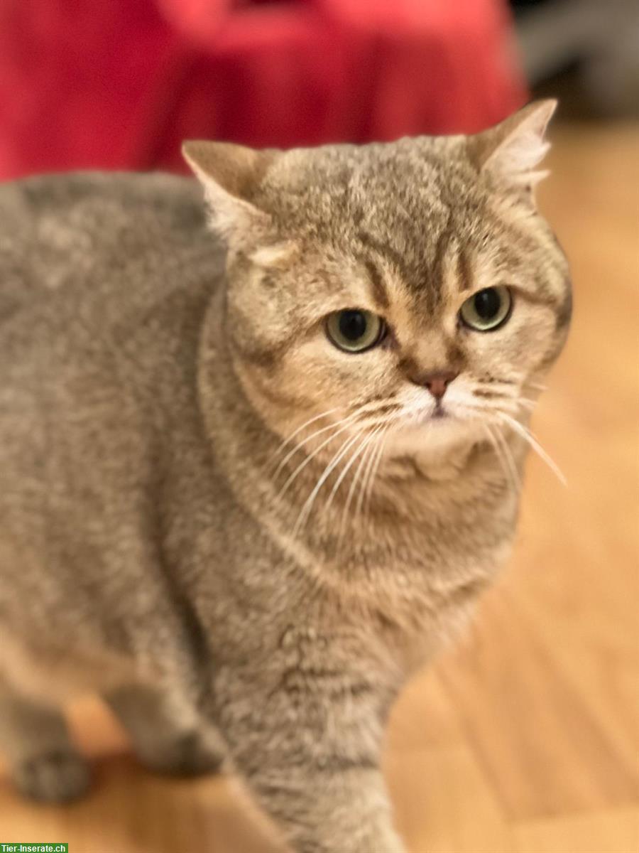 Bild 6: Reinrassige BKH Katze, 3-jährig mit Stammbaum