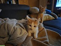 2 süsse Kätzchen suchen zusammen ein Zuhause