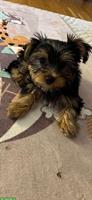 Yorkshire Terrier Welpe, männlich sucht ein Zuhause