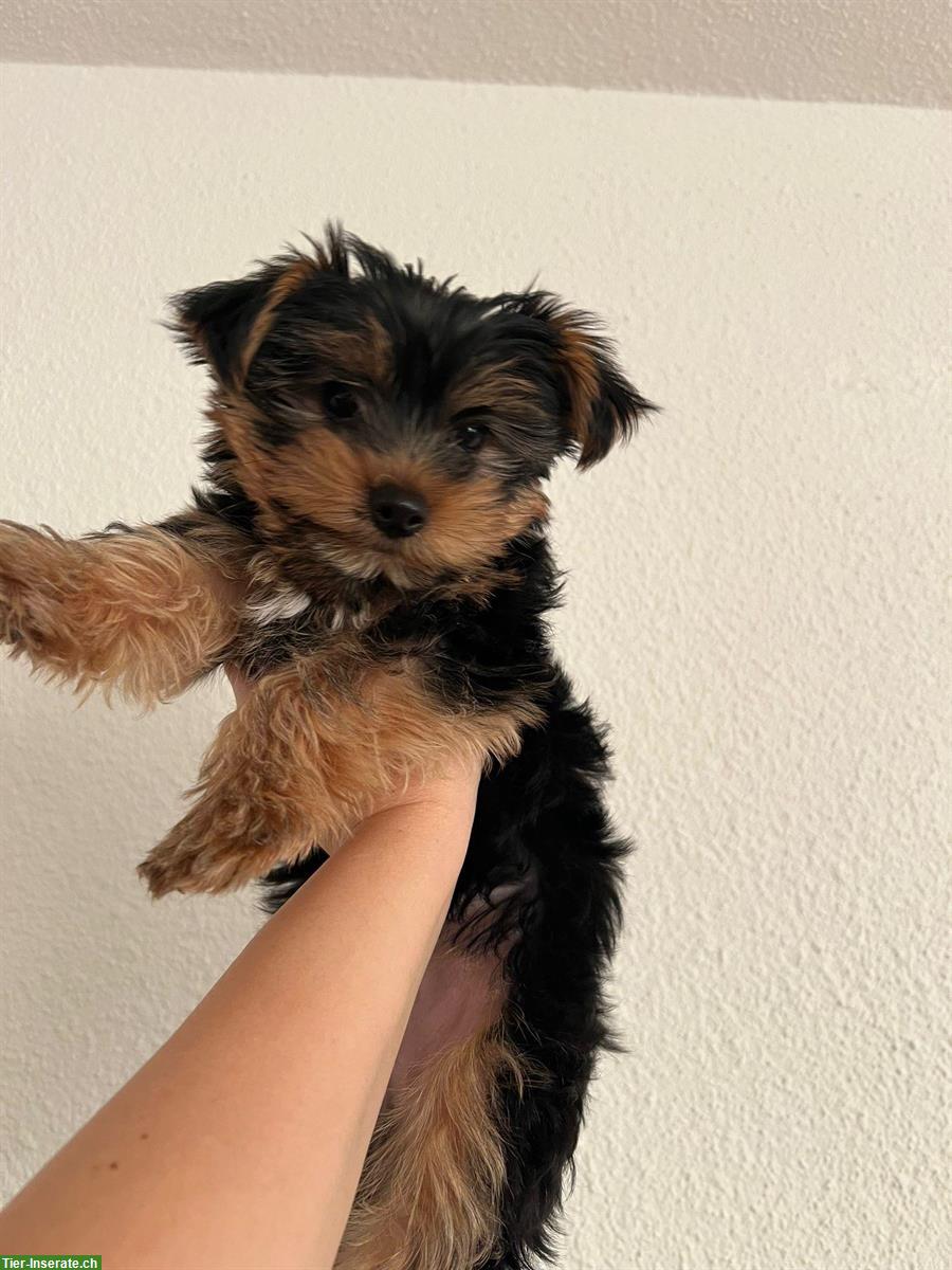 Bild 2: Yorkshire Terrier Welpe, männlich sucht ein Zuhause