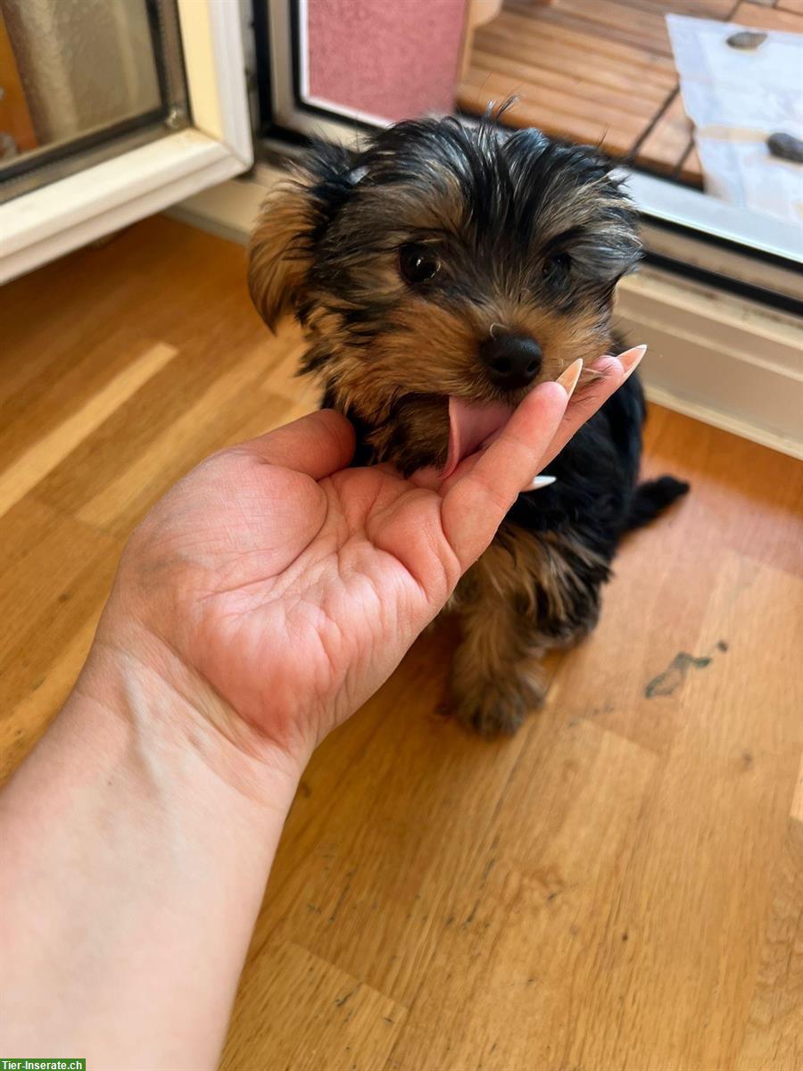 Bild 3: Yorkshire Terrier Welpe, männlich sucht ein Zuhause