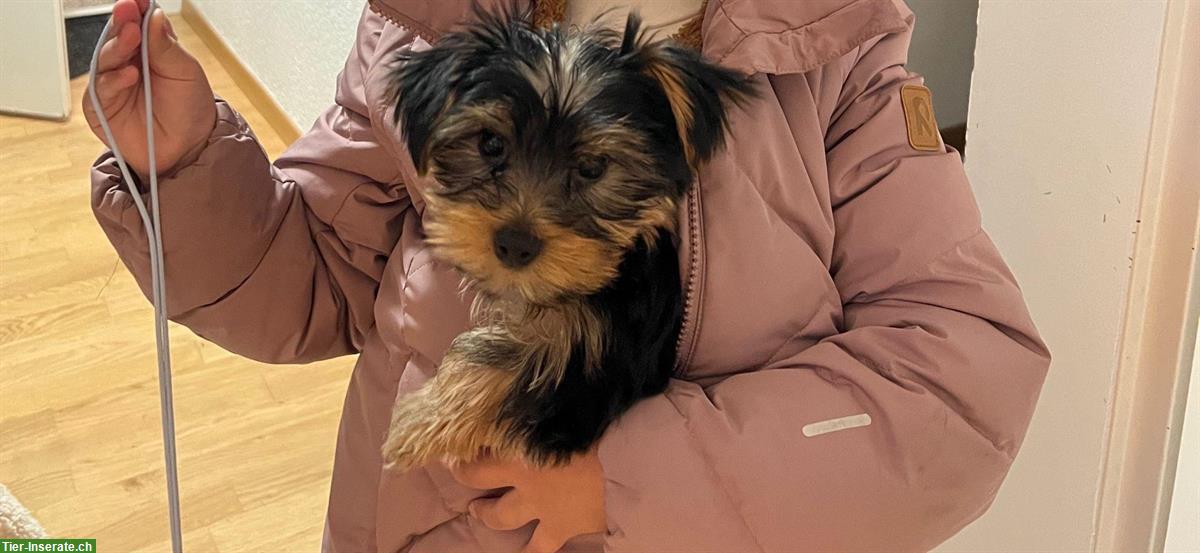 Bild 4: Yorkshire Terrier Welpe, männlich sucht ein Zuhause