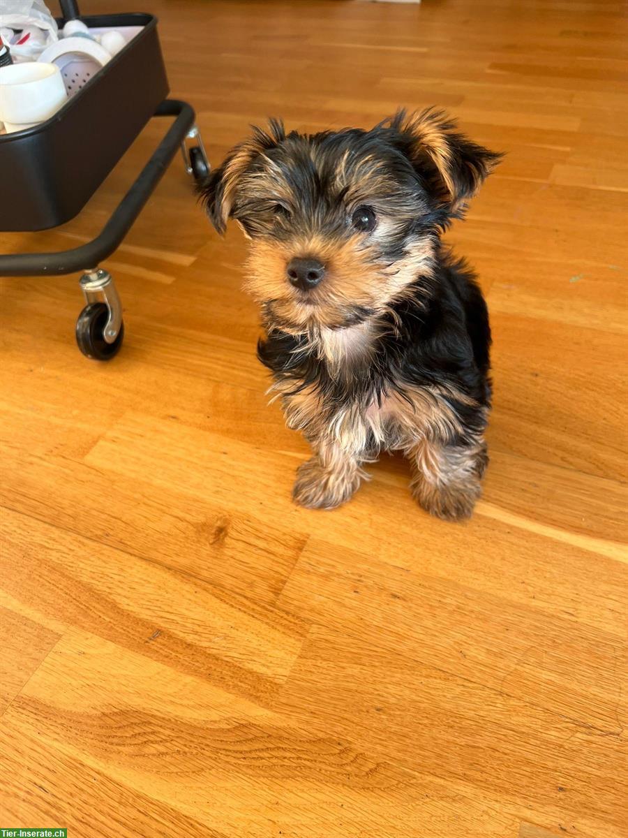 Bild 5: Yorkshire Terrier Welpe, männlich sucht ein Zuhause