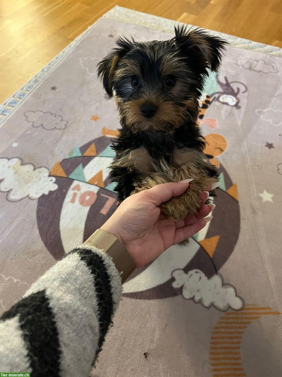 Bild 6: Yorkshire Terrier Welpe, männlich sucht ein Zuhause