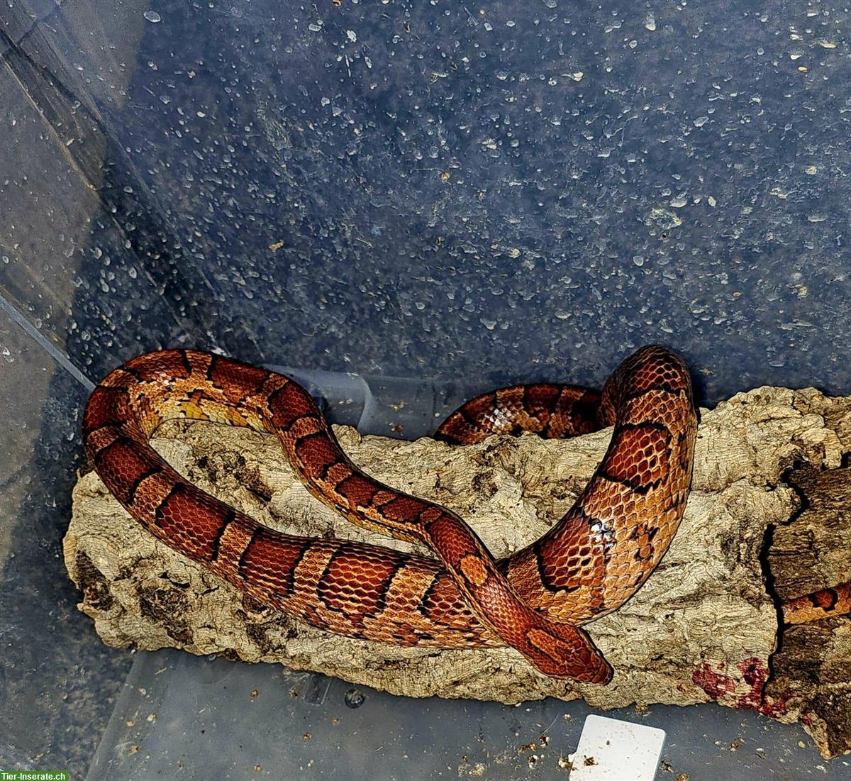 Bild 2: 2 Kornnattern (handzahm) mit Terrarium-Komplettset