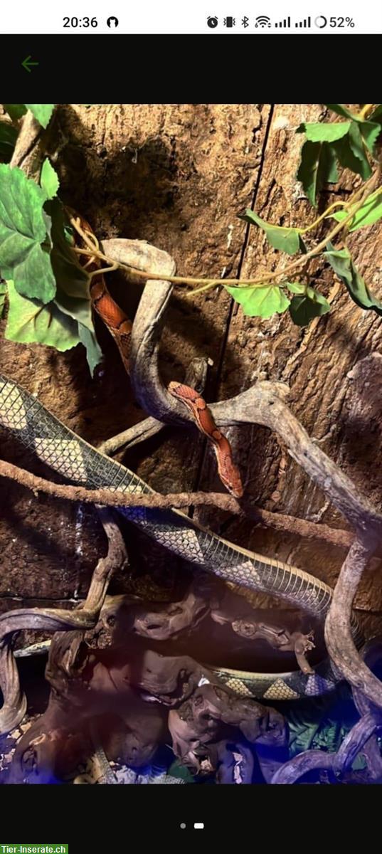 Bild 6: 2 Kornnattern (handzahm) mit Terrarium-Komplettset