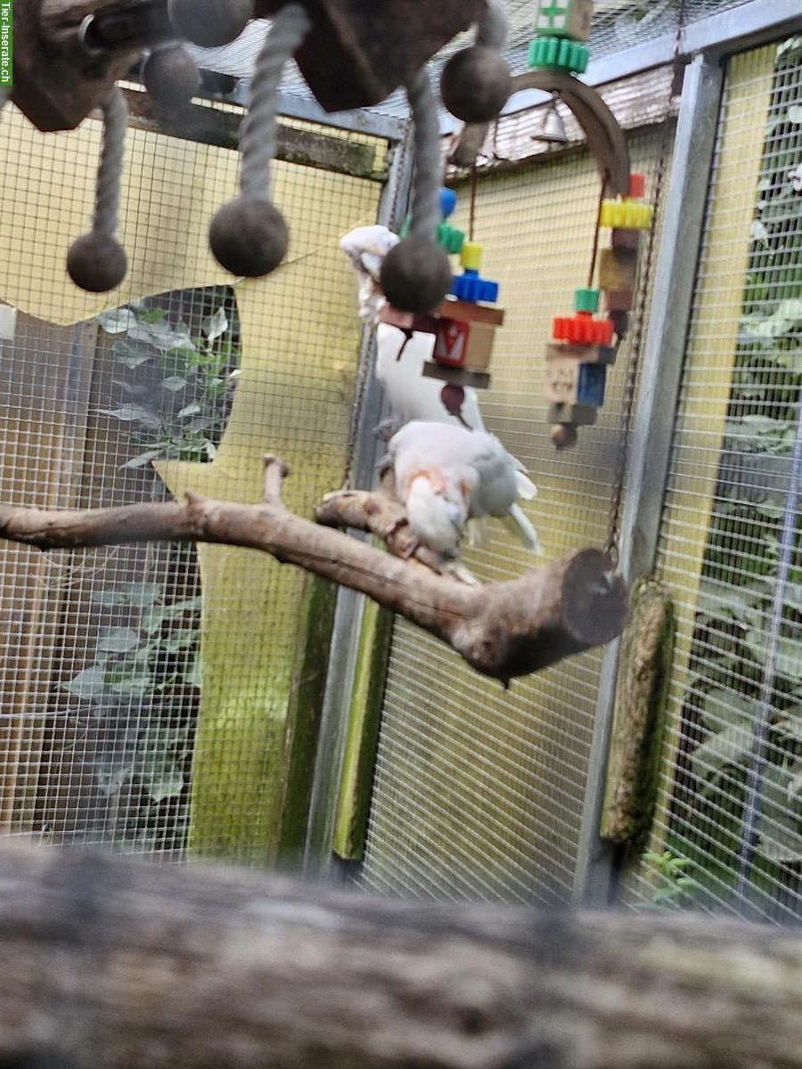 Bild 2: Goffinkakadu