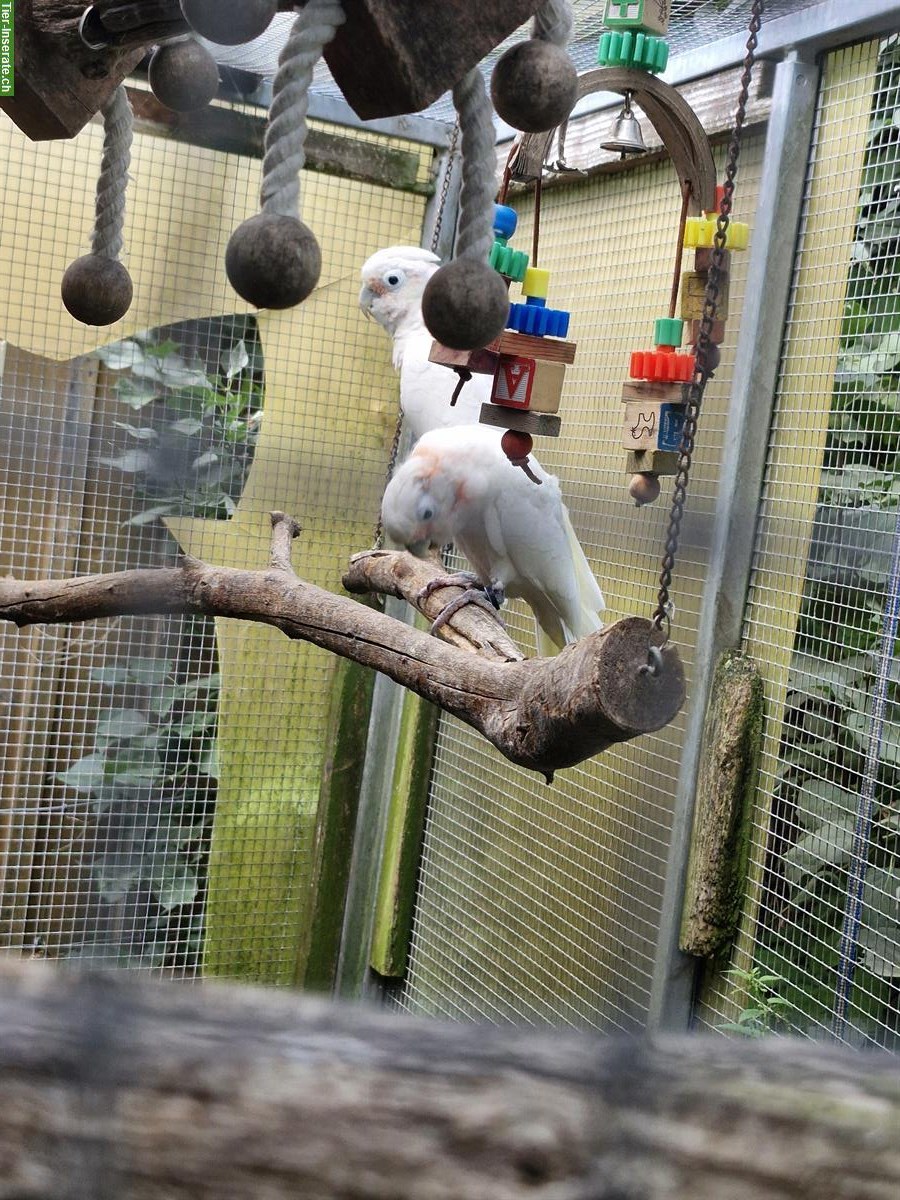 Bild 3: Goffinkakadu