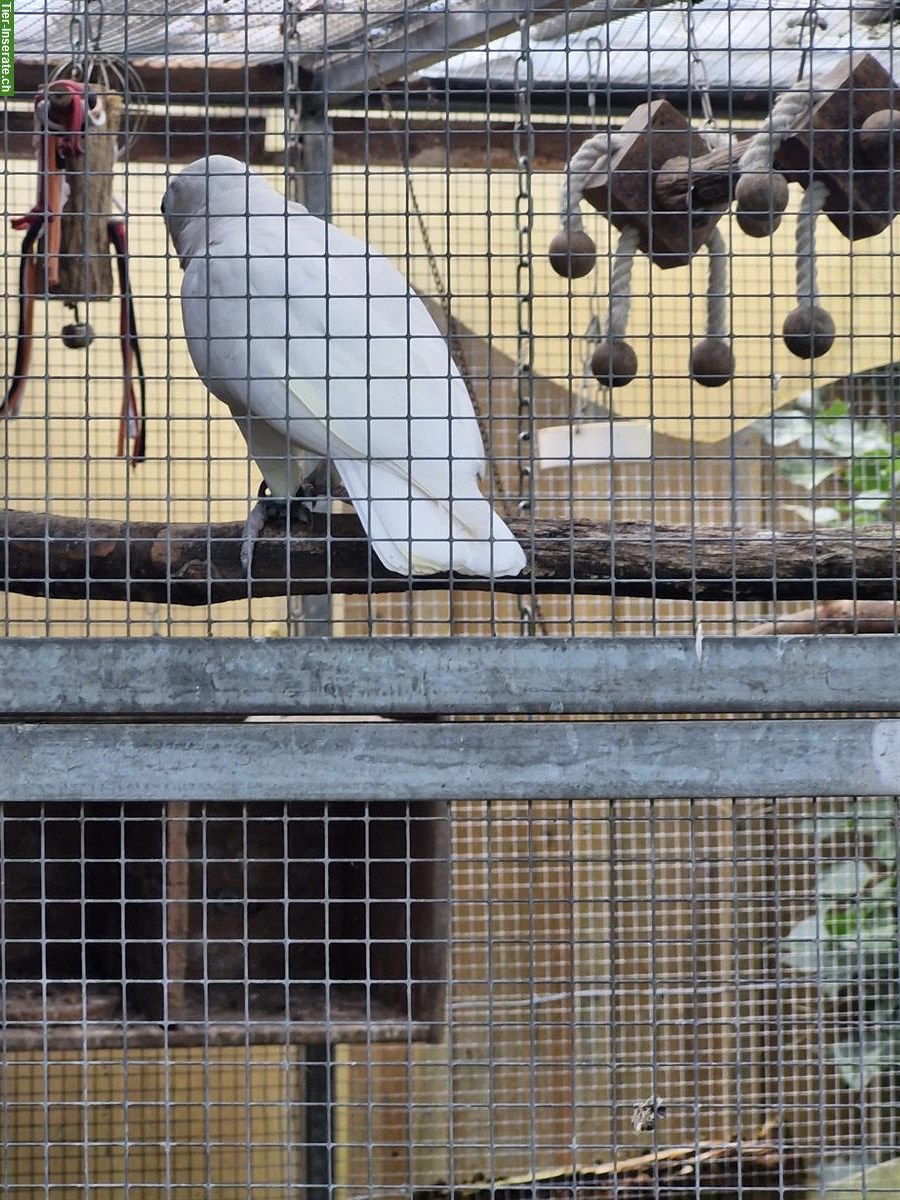 Bild 4: Goffinkakadu