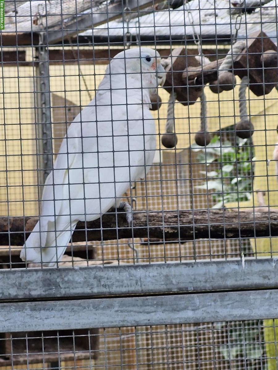 Bild 5: Goffinkakadu