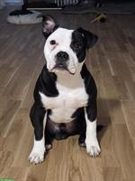 American Staffordshire Terrier Rüde, 9 Monate alt