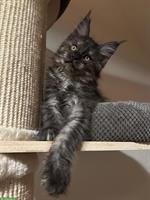 Maine Coon Kitten, Kater, Black Smoke
