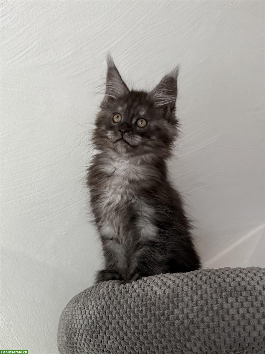 Bild 2: Maine Coon Kitten, Kater, Black Smoke