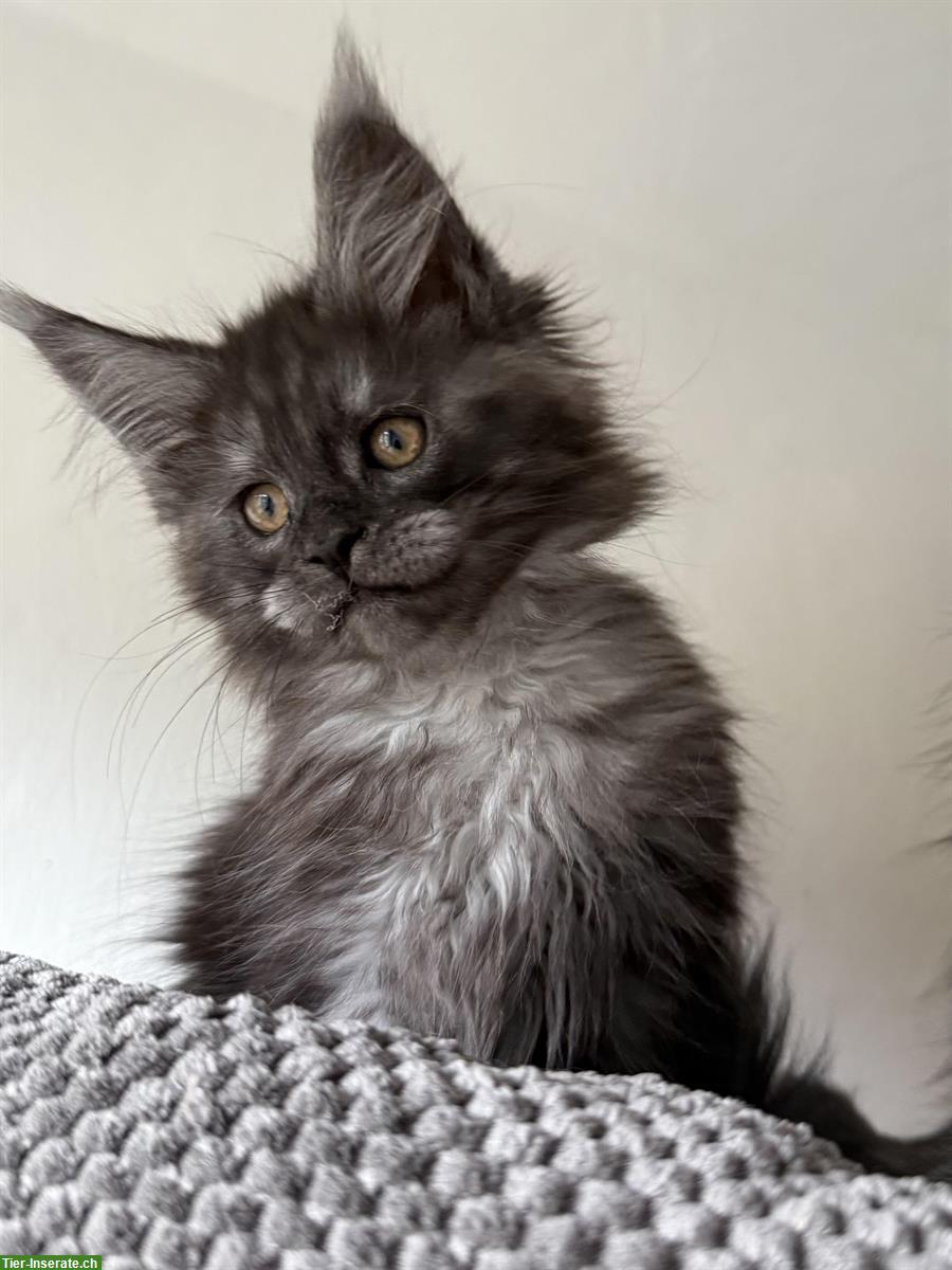Bild 3: Maine Coon Kitten, Kater, Black Smoke
