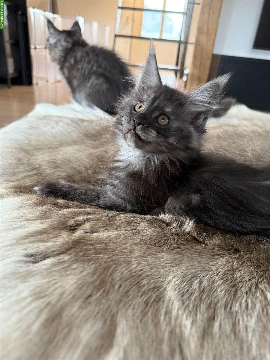 Bild 4: Maine Coon Kitten, Kater, Black Smoke