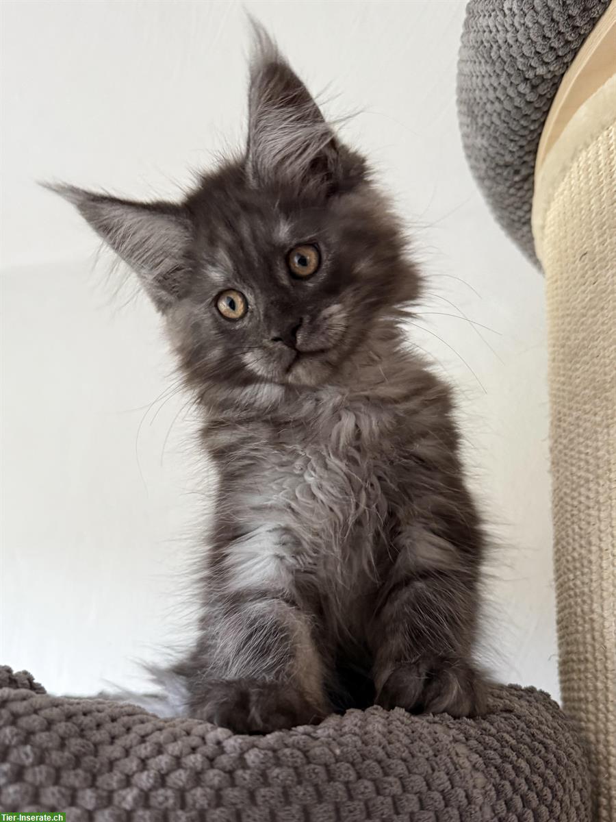 Bild 5: Maine Coon Kitten, Kater, Black Smoke
