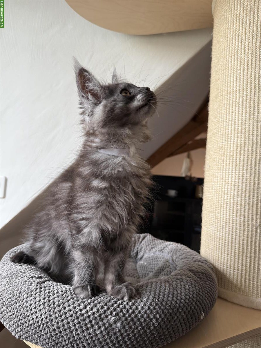 Bild 6: Maine Coon Kitten, Kater, Black Smoke