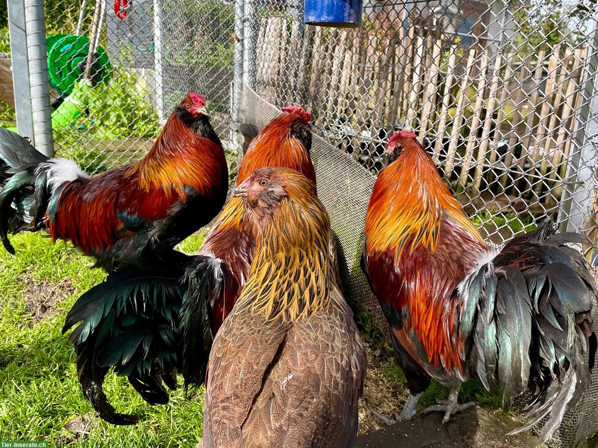 Appenzeller Barthuhn Hahn 2025, ZUN-Zuchtbuch