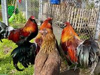 Appenzeller Barthuhn Hahn 2025, ZUN-Zuchtbuch