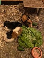 3 Rosetten Meerschweinchen inkl. Zubehör