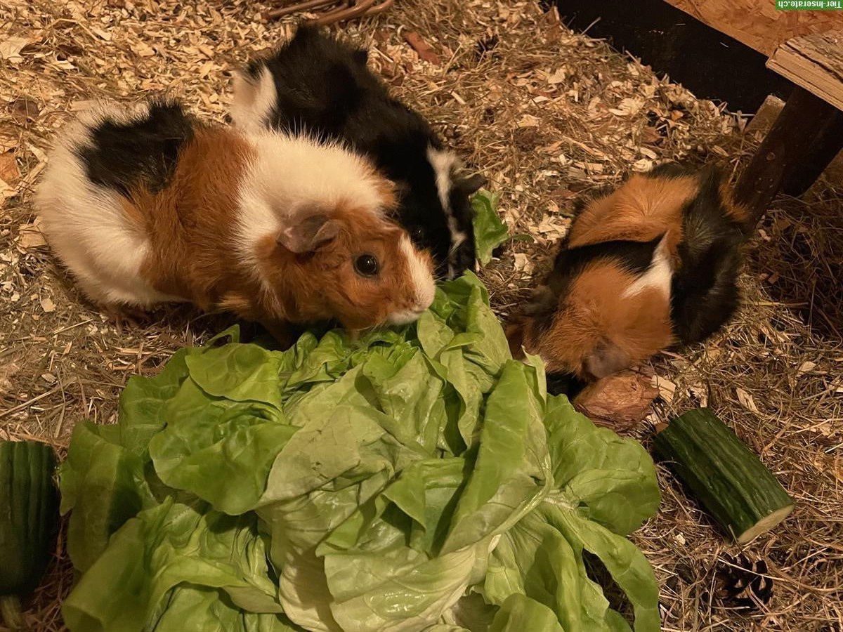 Bild 2: 3 Rosetten Meerschweinchen inkl. Zubehör