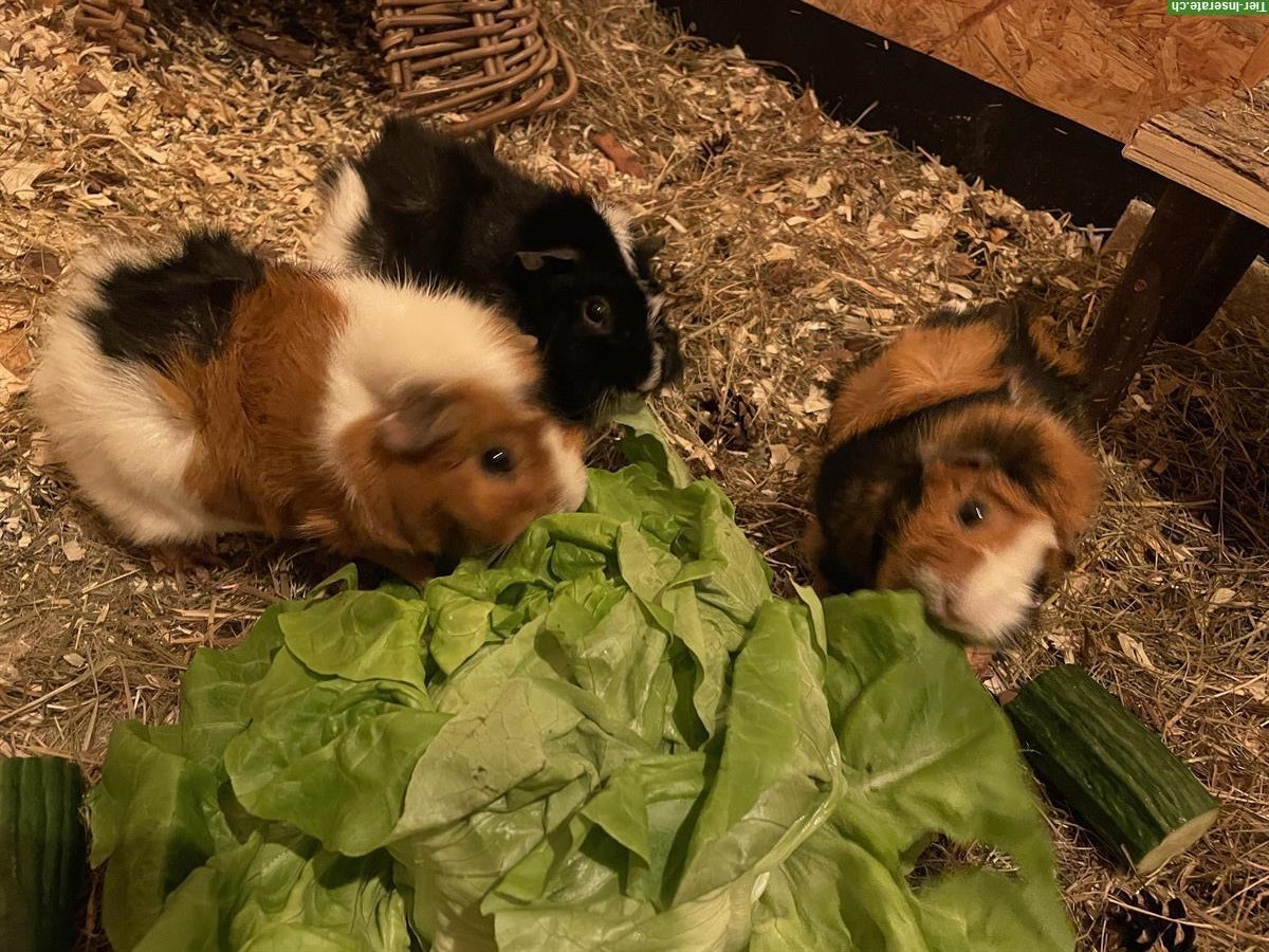 Bild 3: 3 Rosetten Meerschweinchen inkl. Zubehör