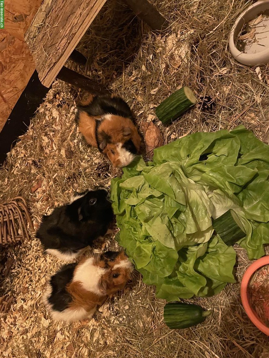 Bild 4: 3 Rosetten Meerschweinchen inkl. Zubehör