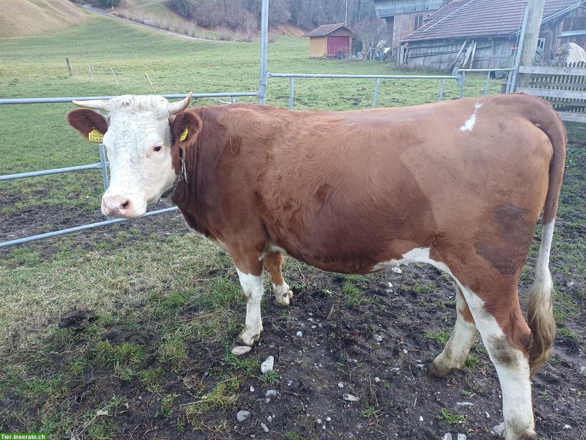 Bio Rind / Milchkuh / Mutterkuh, tragend