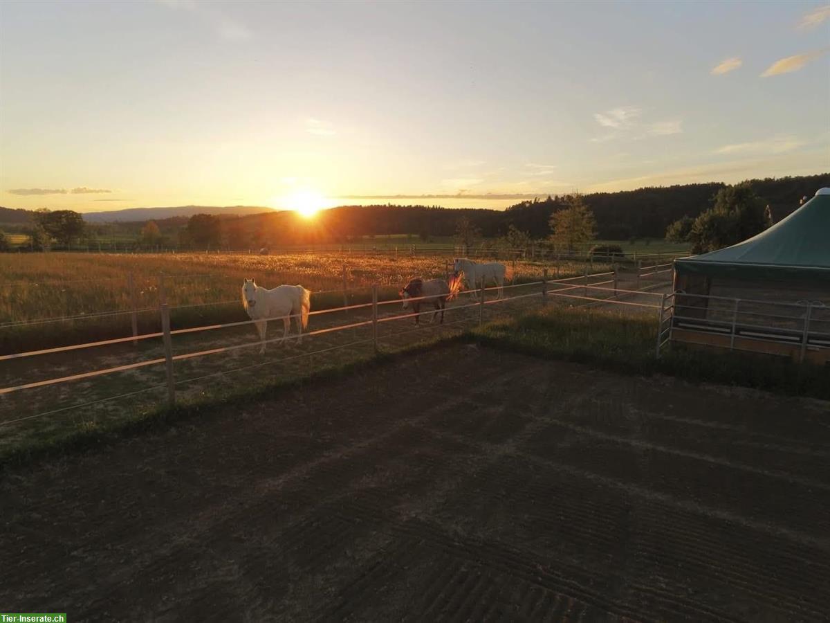 Pferdepension: artgerechtes Zuhause mit viel Platz, Wengi bei Büren