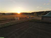 Pferdepension: artgerechtes Zuhause mit viel Platz, Wengi bei Büren