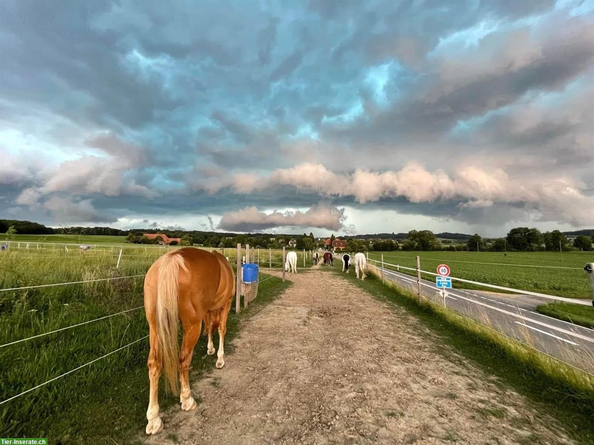 Bild 10: Pferdepension: artgerechtes Zuhause mit viel Platz, Wengi bei Büren