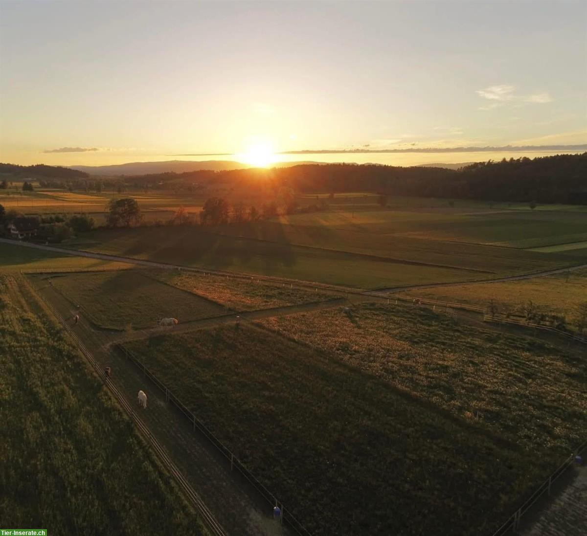 Bild 2: Pferdepension: artgerechtes Zuhause mit viel Platz, Wengi bei Büren