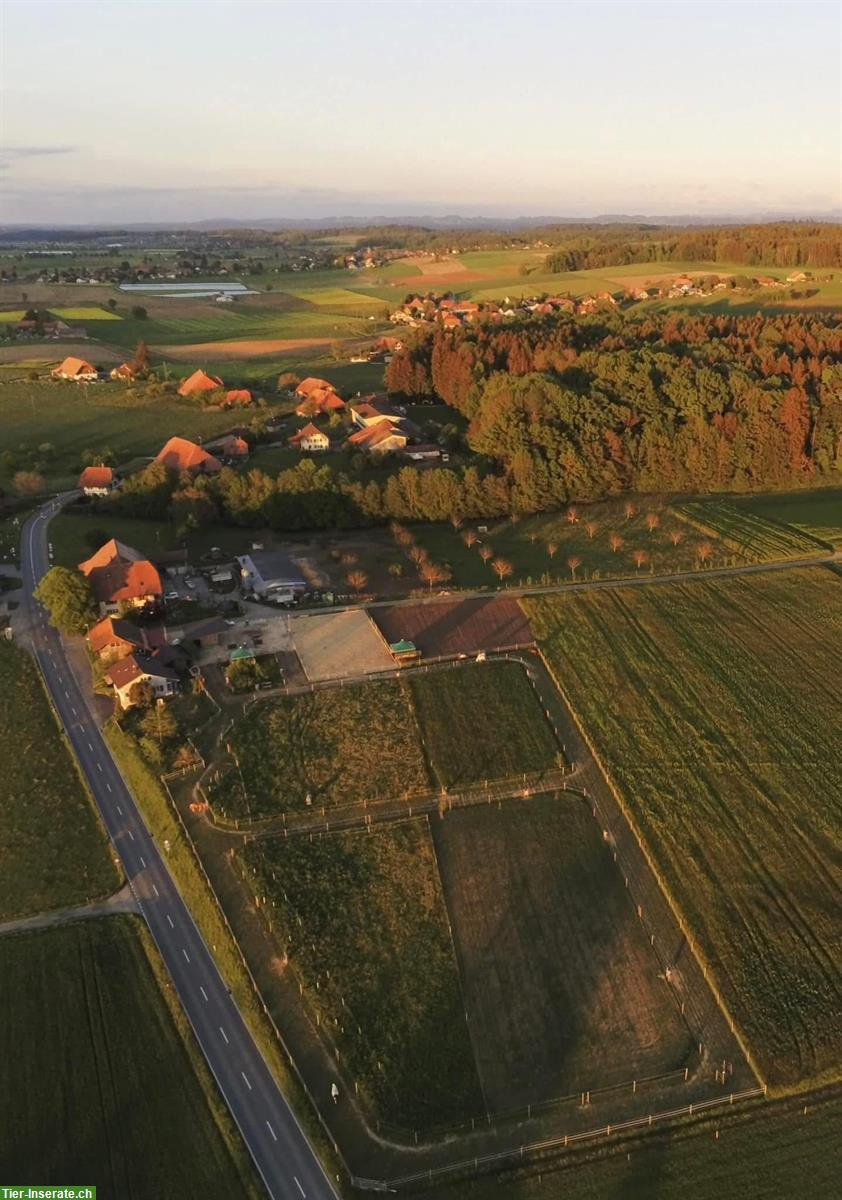 Bild 3: Pferdepension: artgerechtes Zuhause mit viel Platz, Wengi bei Büren