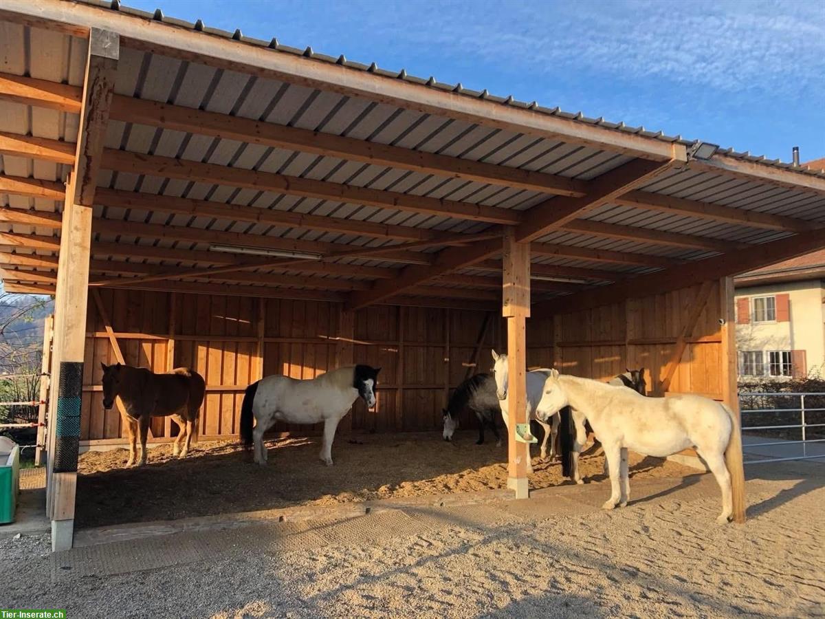Bild 4: Pferdepension: artgerechtes Zuhause mit viel Platz, Wengi bei Büren