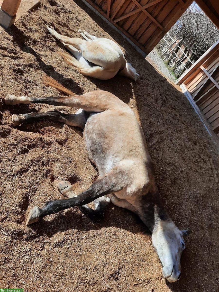 Bild 5: Pferdepension: artgerechtes Zuhause mit viel Platz, Wengi bei Büren