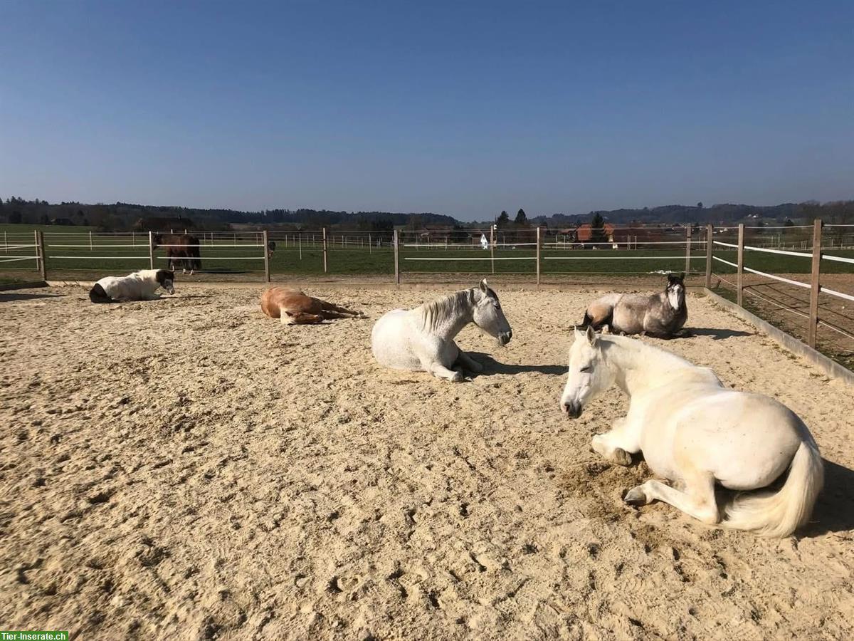 Bild 6: Pferdepension: artgerechtes Zuhause mit viel Platz, Wengi bei Büren