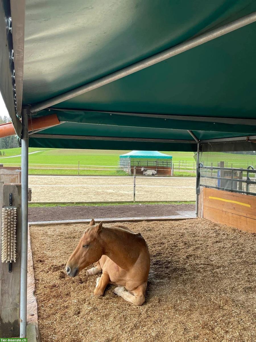 Bild 7: Pferdepension: artgerechtes Zuhause mit viel Platz, Wengi bei Büren
