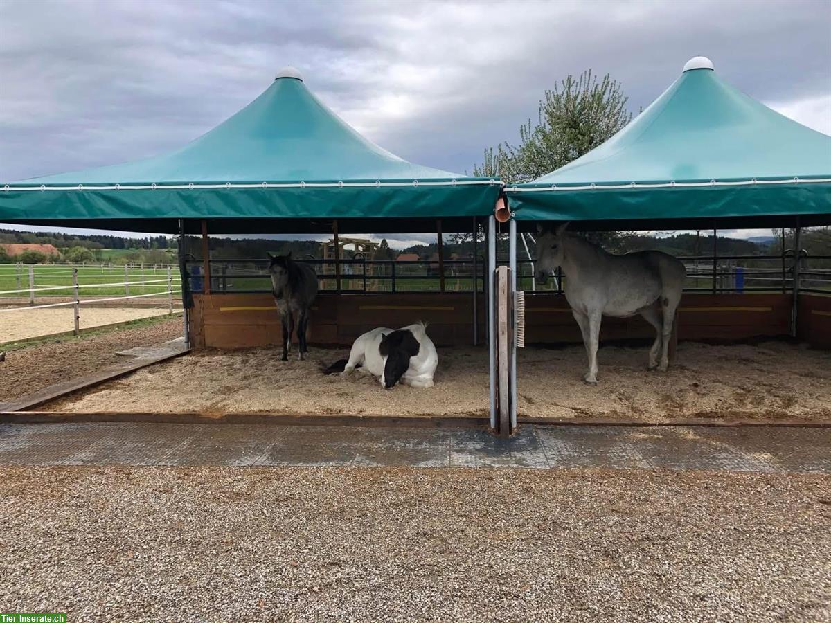 Bild 8: Pferdepension: artgerechtes Zuhause mit viel Platz, Wengi bei Büren