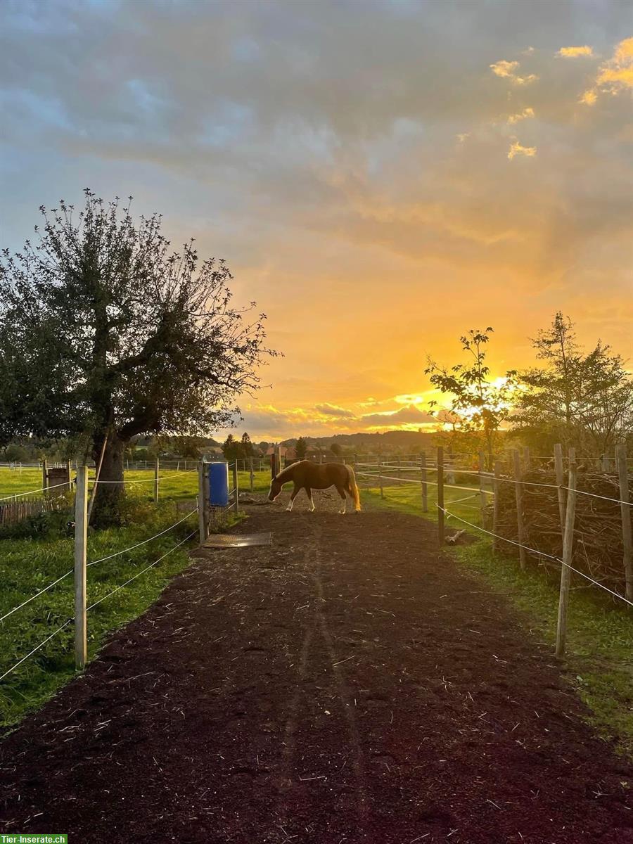 Bild 9: Pferdepension: artgerechtes Zuhause mit viel Platz, Wengi bei Büren