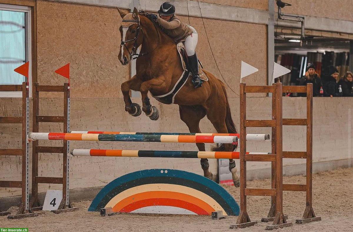 Sportlicher KWPN-Wallach sucht neuen Partner 🐴