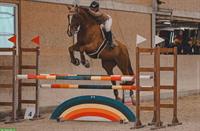 Sportlicher KWPN-Wallach sucht neuen Partner 🐴