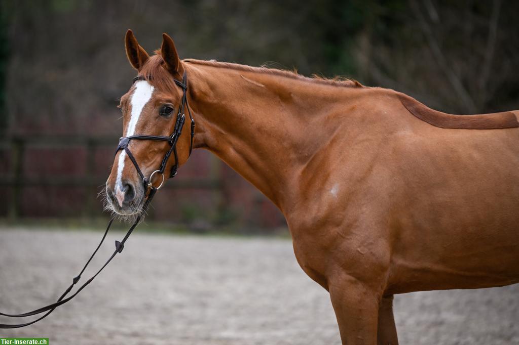 Bild 2: Sportlicher KWPN-Wallach sucht neuen Partner 🐴