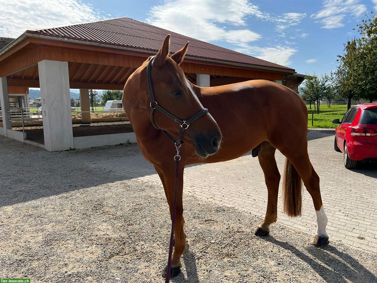 Bild 3: Sportlicher KWPN-Wallach sucht neuen Partner 🐴