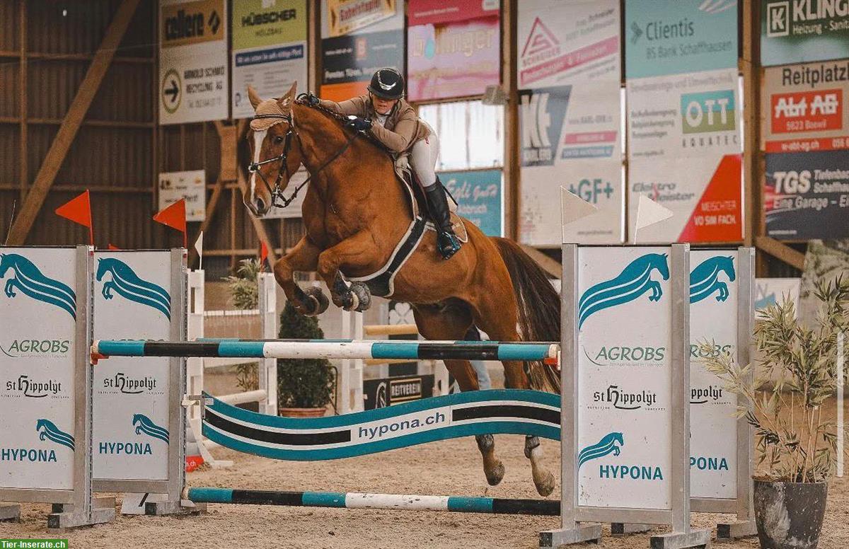 Bild 5: Sportlicher KWPN-Wallach sucht neuen Partner 🐴