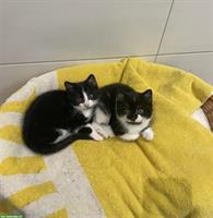 Junge schwarz-weisse Katzen